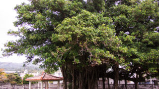 伊芸のガジマル[金武町指定天然記念物]／カミサギ
